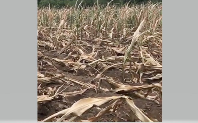 中国東北部の遼寧省では、トウモロコシ畑は深刻な干ばつで枯れた（スクリーンショット）