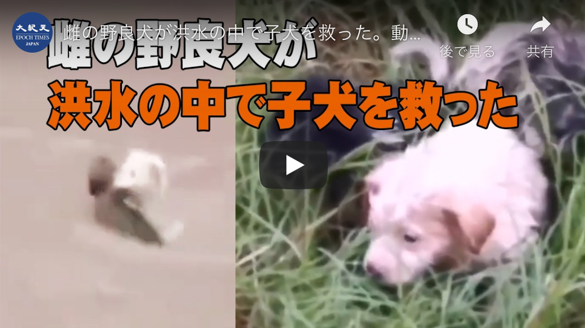 雌の野良犬が洪水の中で子犬を救った。動物の母性愛