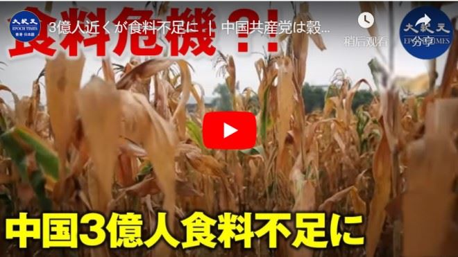 3億人近くが食料不足に ｜ 中国共産党は穀物の買い取りの減少を珍しく認める【動画】