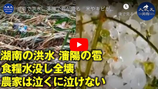 湖南で洪水、瀋陽で雹が降る　米やキビが倒れ、農家は泣くに泣けない