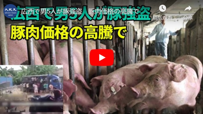 広西で男5人が豚強盗　豚肉価格の高騰で【動画】