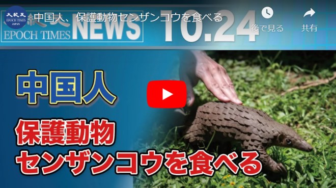 中国人、保護動物センザンコウを食べる【動画】