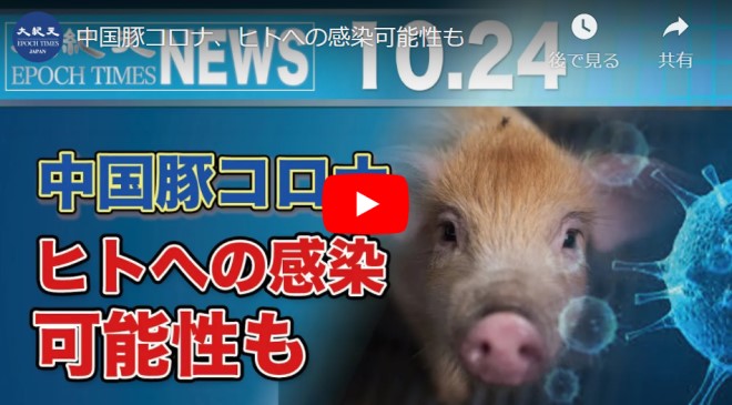 中国豚コロナ、ヒトへの感染可能性も【動画】