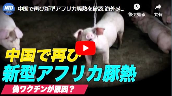 中国で再び新型アフリカ豚熱を確認 海外メディア「偽ワクチンが原因」【中国一分間】