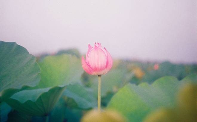 NYの医師が感染 「法輪大法は素晴らしい」と念じて回復