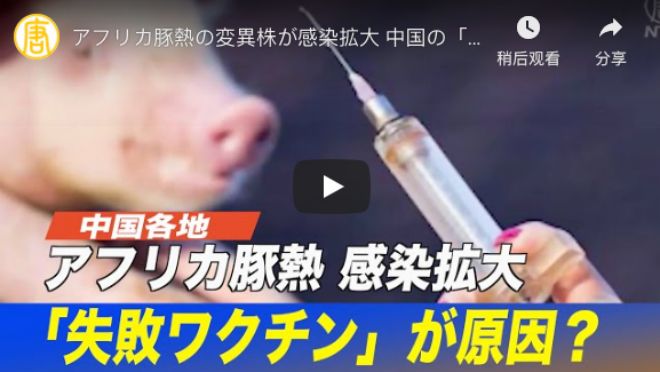 アフリカ豚熱の変異株が感染拡大 中国の「失敗ワクチン」が原因 2【動画】