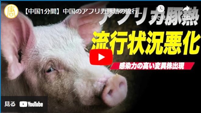 【中国1分間】中国のアフリカ豚熱の流行状況が悪化 感染力の高い変異株出現【動画】