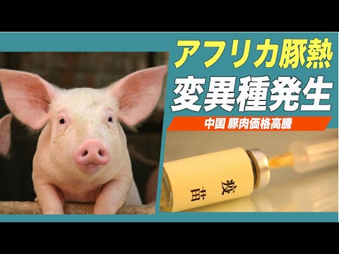中国でアフリカ豚熱変異種が発生