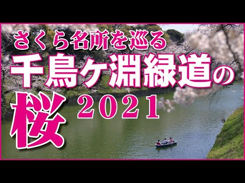 2021年千鳥ケ淵 櫻花が満開