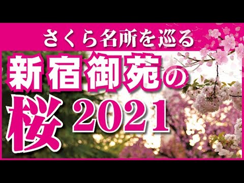 さくら名所を巡る2021：4月3日新宿御苑の桜が依然満開中
