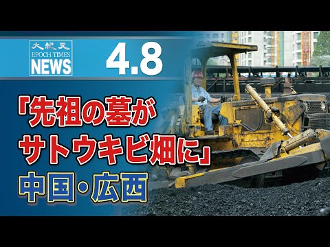 「先祖の墓がサトウキビ畑に」＝中国・広西