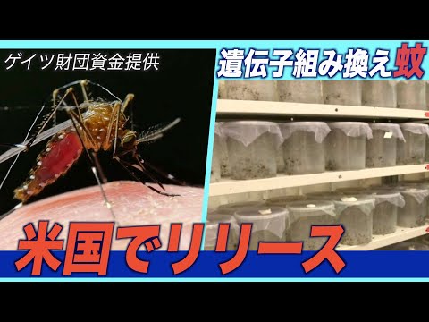 ゲイツ財団資金提供の遺伝子組み換え蚊が米国でリリース