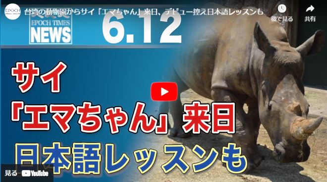 台湾の動物園からサイ「エマちゃん」来日、デビュー控え日本語レッスンも【動画】