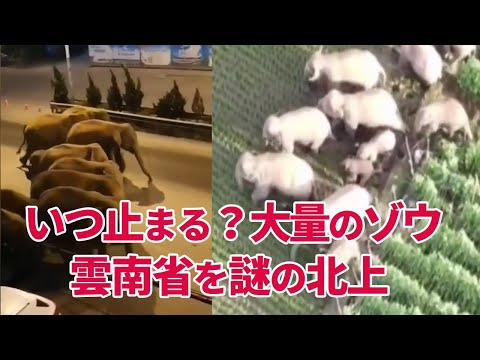 いつ止まる？大量のゾウ雲南省を謎の北上。大都市　昆明に到着しました