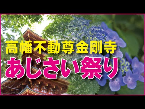 高幡不動尊あじさいまつり　高幡不動尊の境内から山にかけて咲き乱れるあじさい、山あじさいは