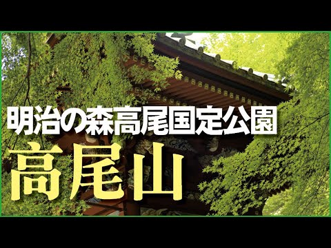 高尾山散歩、豊かな自然を満喫【動画】