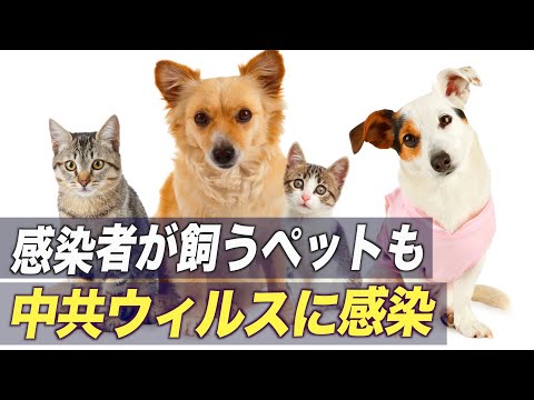 蘭ユトレヒト大学研究者：感染者が飼うペット２割が中共ウィルスに感染