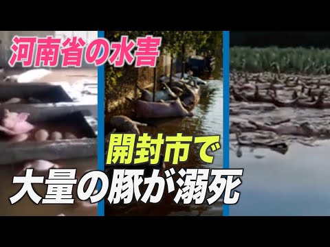 河南省開封市で大量の豚が溺死 「悪臭で息もできない」