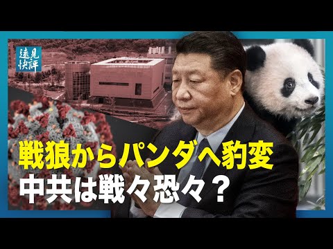 【 遠見快評】戦狼からパンダへ豹変　中共は戦々恐々？