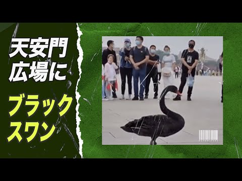 ブラックスワンが北京・天安門広場に