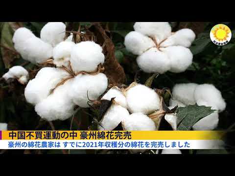 オーストラリア産綿花が完売 中国市場抜けに【アポロ新聞】