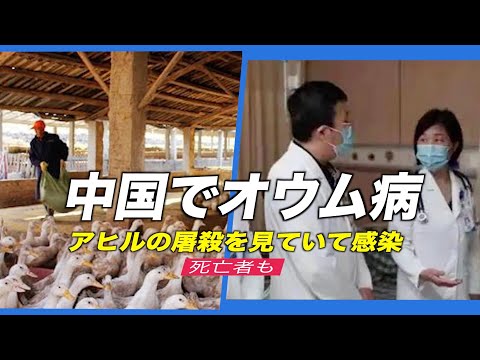 中国で「オウム病」 アヒルの屠殺を見ていて感染