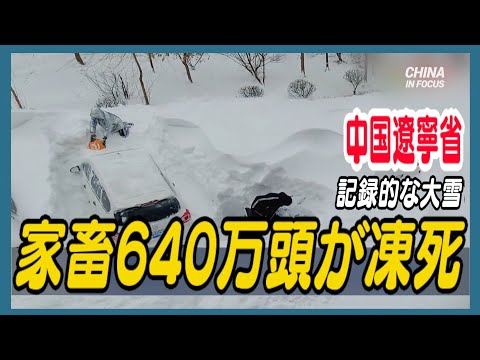 遼寧省 記録的な大雪で640万頭の家畜が死亡