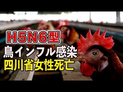 四川省女性が鳥インフル感染で死亡 中共当局は公表せず