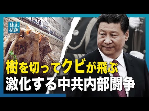 【遠見快評】樹を切ってクビが飛ぶ 激化する中共内部闘争
