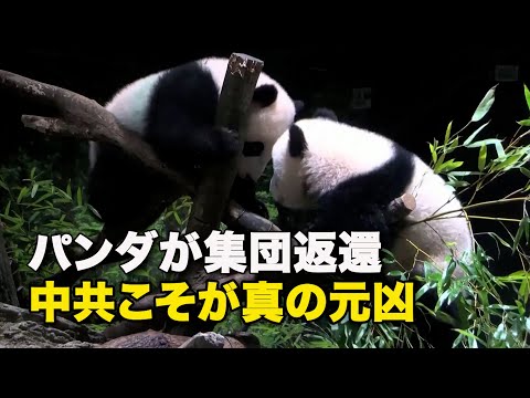 【ダイジェスト版】パンダが集団返還　中共こそが真の元凶