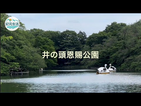 夏の井の頭公園では、御殿山を覆う雑木林の緑の色と、その木立の中の清々しい空気とが楽しめる