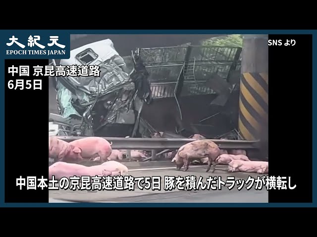 【報道】中国で豚を積んだトラックが横転、多数の豚が死亡