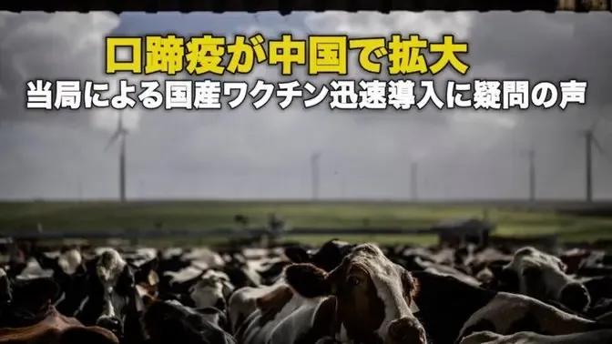 口蹄疫が中国で拡大 当局による国産ワクチン迅速導入に疑問の声